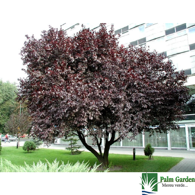 Prunus pissardii nigra - Corcodus rosu